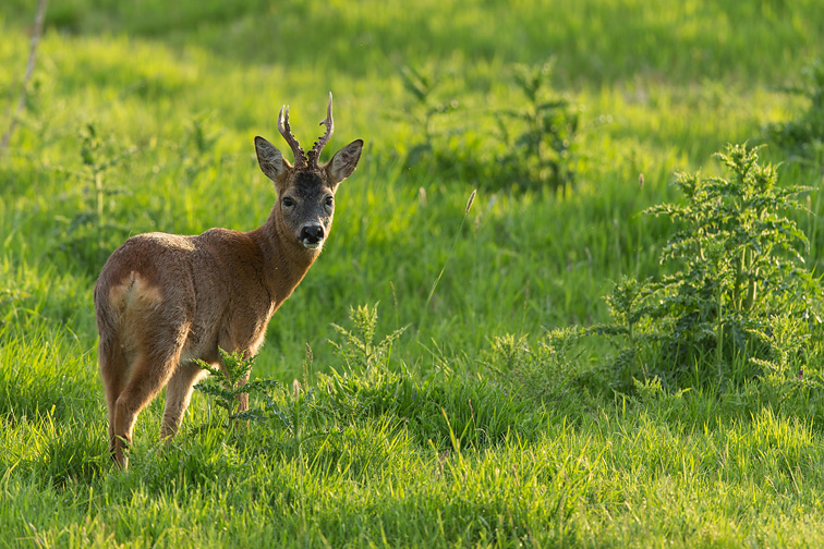 Roe Deer (Capreolus capreolus) buck in field of thistles in evening light